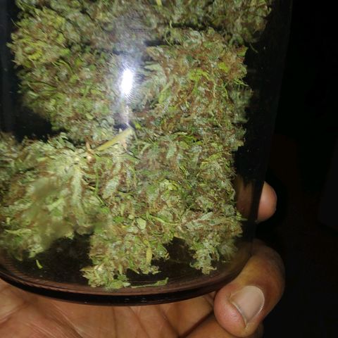 Skank growlog timeline photo