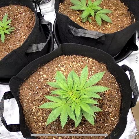 Leafy Susan growlog timeline photo