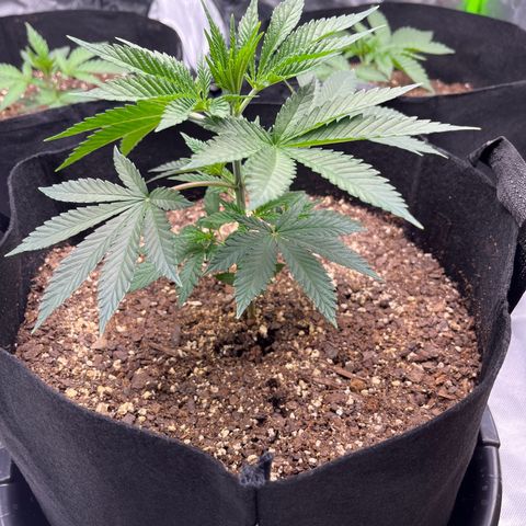 Leafy Susan growlog timeline photo