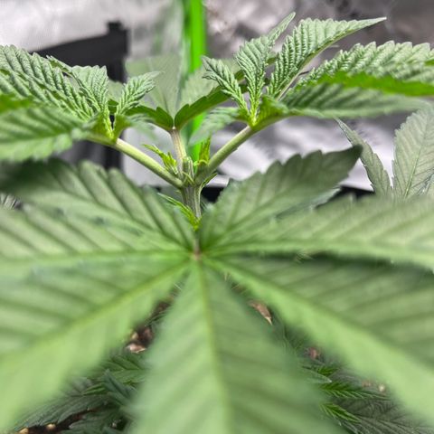Leafy Susan growlog timeline photo