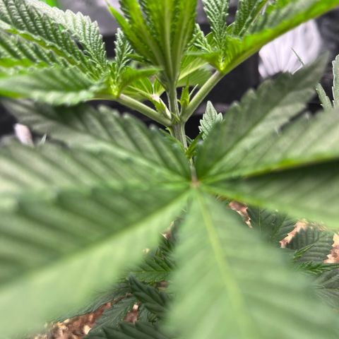Leafy Susan growlog timeline photo