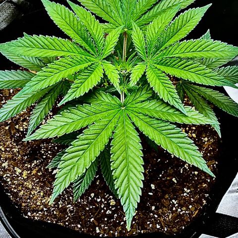 Leafy Susan growlog timeline photo