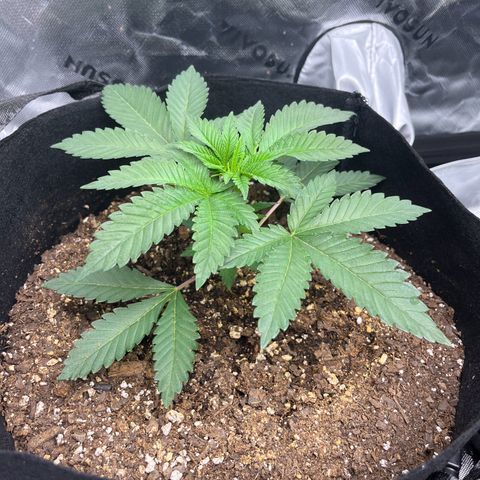 Leafy Susan growlog timeline photo