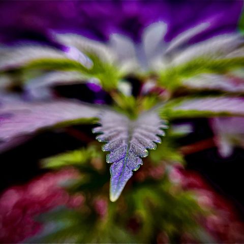 Leafy Susan growlog timeline photo