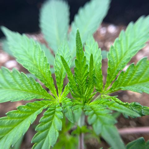Leafy Susan growlog timeline photo