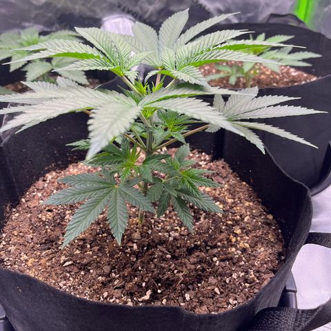 Leafy Susan growlog timeline photo