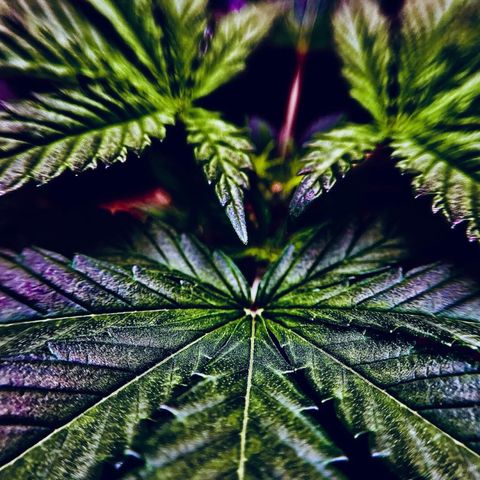 Leafy Susan growlog timeline photo
