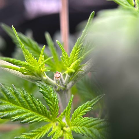 Leafy Susan growlog timeline photo
