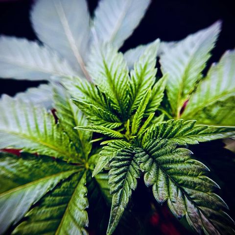 Leafy Susan growlog timeline photo