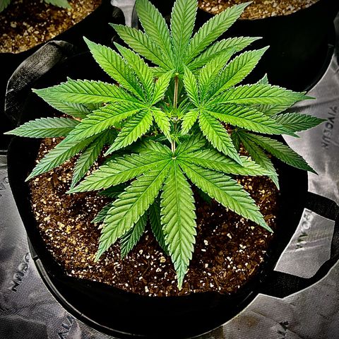 Leafy Susan growlog timeline photo