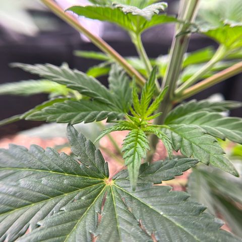 Leafy Susan growlog timeline photo