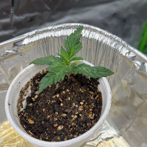 Leafy Susan growlog timeline photo