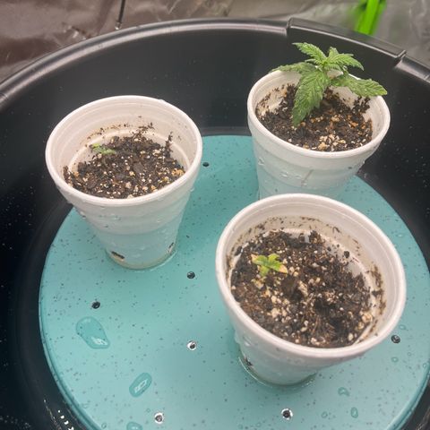 Leafy Susan growlog timeline photo