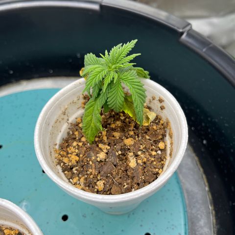 Leafy Susan growlog timeline photo