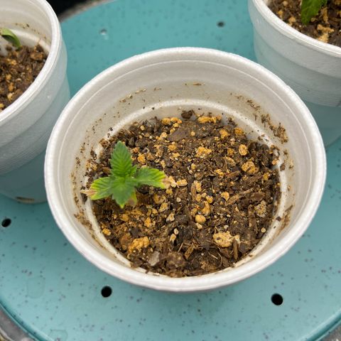 Leafy Susan growlog timeline photo