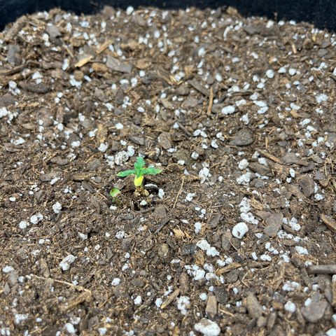 Leafy Susan growlog timeline photo