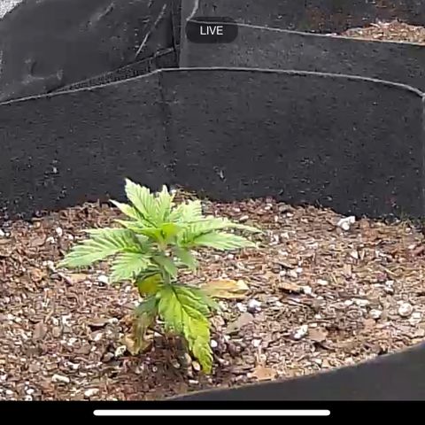 Leafy Susan growlog timeline photo