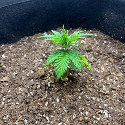 Leafy Susan growlog timeline photo
