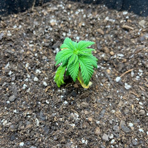 Leafy Susan growlog timeline photo