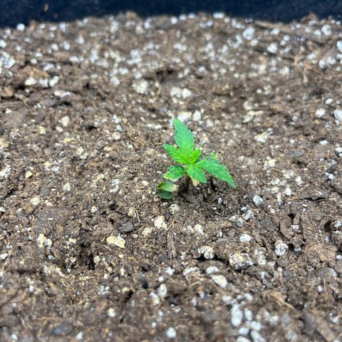 Leafy Susan growlog timeline photo