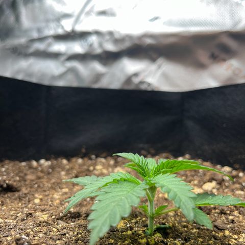 Leafy Susan growlog timeline photo