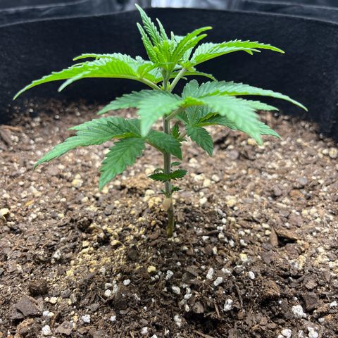 Leafy Susan growlog timeline photo