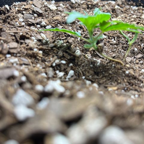 Leafy Susan growlog timeline photo