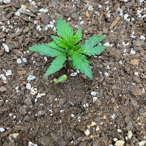 Leafy Susan growlog timeline photo