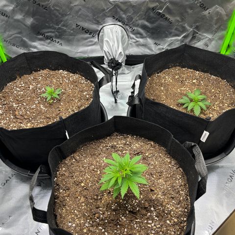 Leafy Susan growlog timeline photo