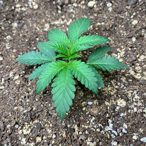 Leafy Susan growlog timeline photo