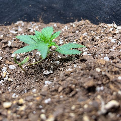 Leafy Susan growlog timeline photo
