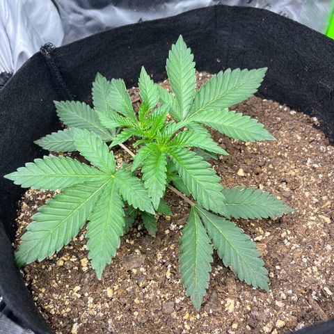 Leafy Susan growlog timeline photo