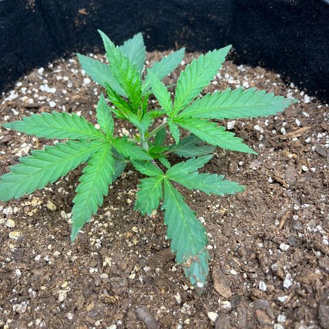 Leafy Susan growlog timeline photo