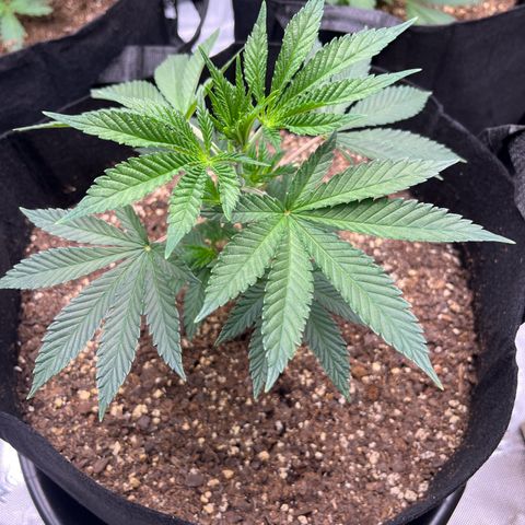 Leafy Susan growlog timeline photo