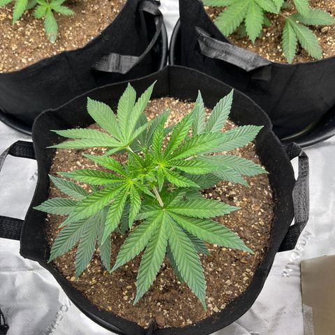 Leafy Susan growlog timeline photo