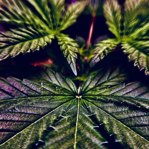 Leafy Susan growlog timeline photo