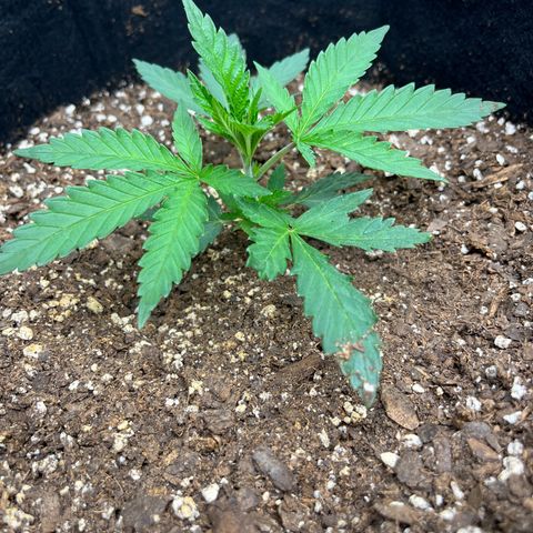 Leafy Susan growlog timeline photo