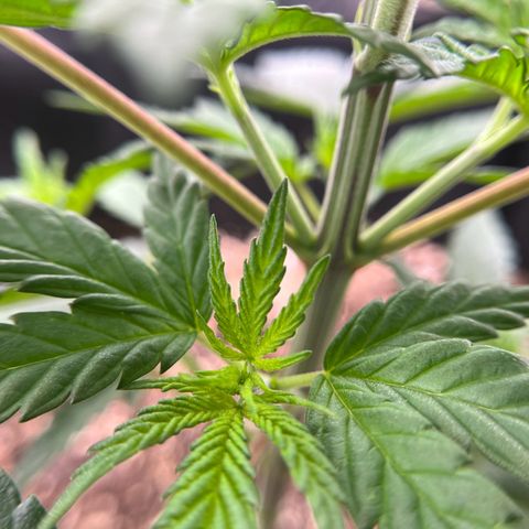 Leafy Susan growlog timeline photo