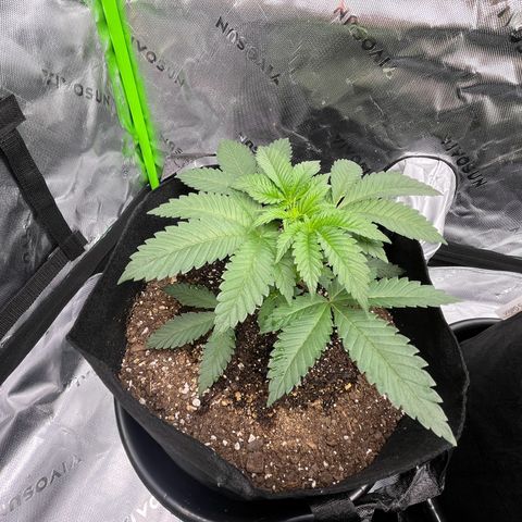 Leafy Susan growlog timeline photo