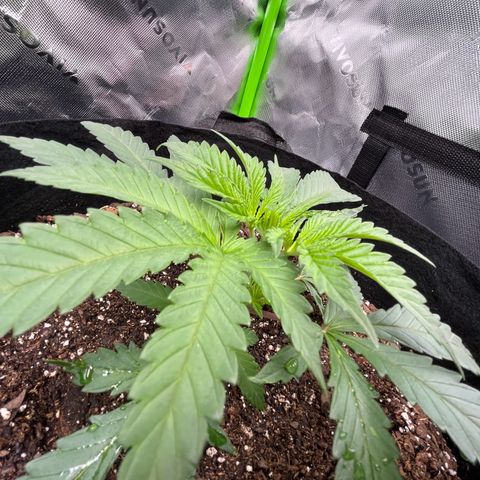 Leafy Susan growlog timeline photo