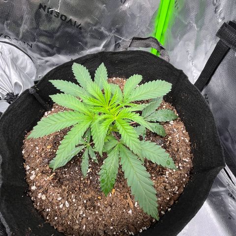 Leafy Susan growlog timeline photo