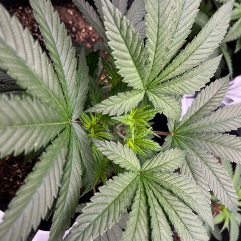 Leafy Susan growlog timeline photo