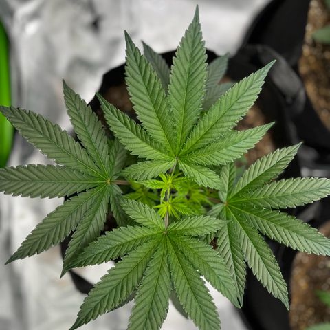 Leafy Susan growlog timeline photo