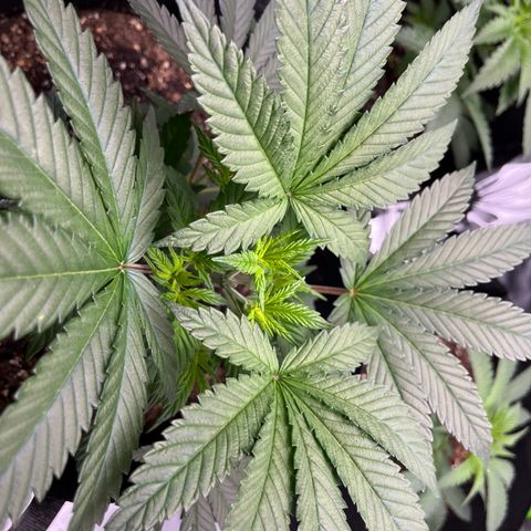 Leafy Susan growlog timeline photo
