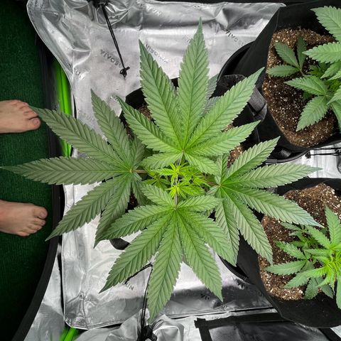Leafy Susan growlog timeline photo