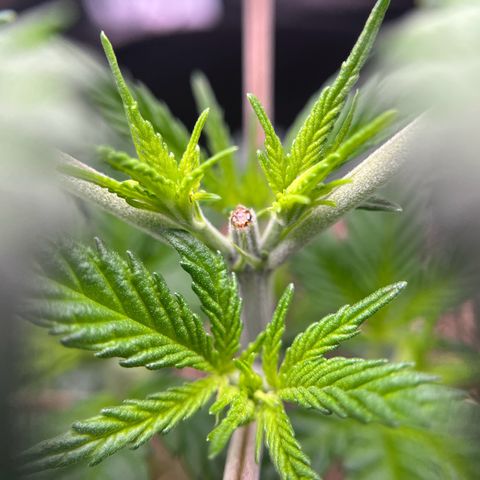 Leafy Susan growlog timeline photo