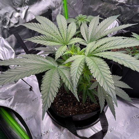 Leafy Susan growlog timeline photo
