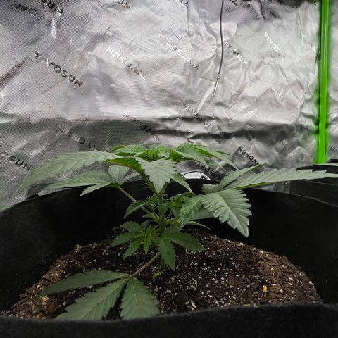 Leafy Susan growlog timeline photo