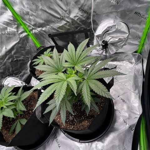 Leafy Susan growlog timeline photo