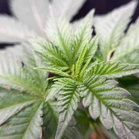 Leafy Susan growlog timeline photo